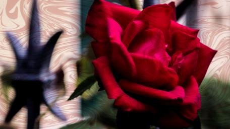 Vibrant Red Rose in Abstract Background wallpaper