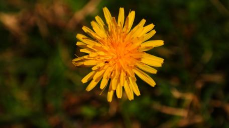 Bright Yellow Dandelion in Bloom Stunning Wallpaper wallpaper