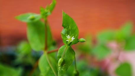 Delicate White Flower Amidst Lush Green Leaves wallpaper