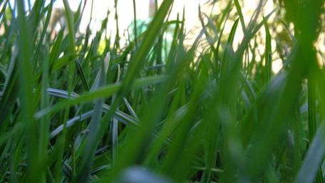 Green grass wallpaper