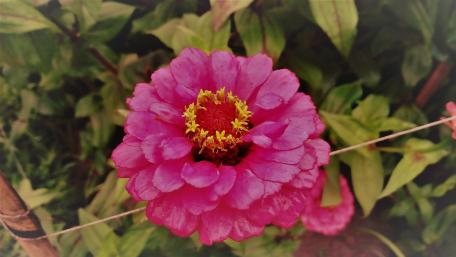 Bangladeshi Flowers wallpaper