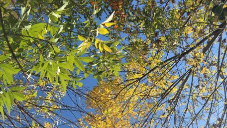 Vibrant Autumn Leaves Under Clear Blue Sky wallpaper