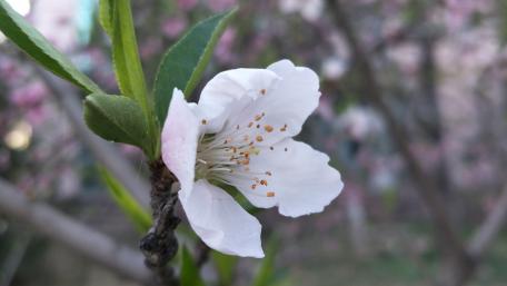 Delicate Cherry Blossom Elegance wallpaper