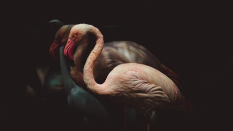 Graceful Flamingos in Darkness wallpaper