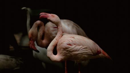Flamingos in the Dark Tranquility wallpaper