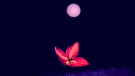 Red Dark Flower wallpaper