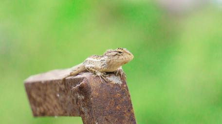 Lizard perched on a rustic railing wallpaper