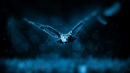 Mystical Twilight Flight wallpaper
