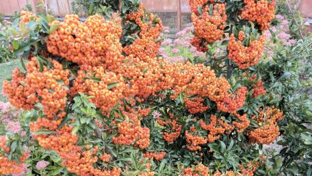 Vibrant Orange Blossom Explosion wallpaper