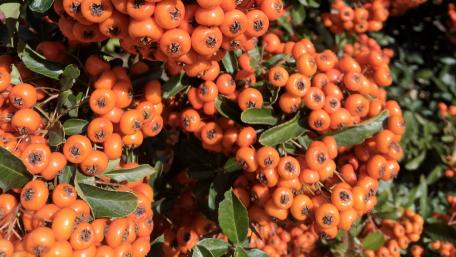 Vibrant Orange Berries Among Lush Green Leaves wallpaper
