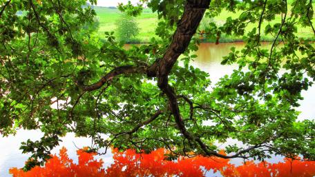 Tranquil Reflection Amidst Vibrant Nature wallpaper