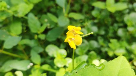 flower yellow wallpaper