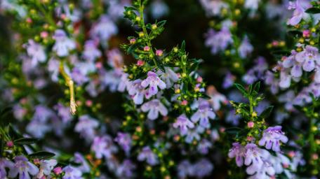 Delicate Purple Blossoms in Bloom wallpaper