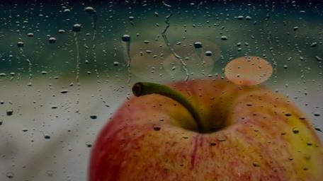 Apple's Tranquility in Rainy Reflections wallpaper
