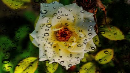 Elegant Flower with Dewdrops Displaying Nature's Beauty wallpaper