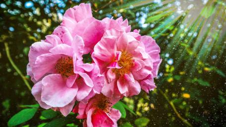 Pink Roses in Sunlit Garden Scene wallpaper