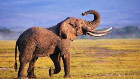 Majestic Elephant Roaming the Savanna Wilderness wallpaper