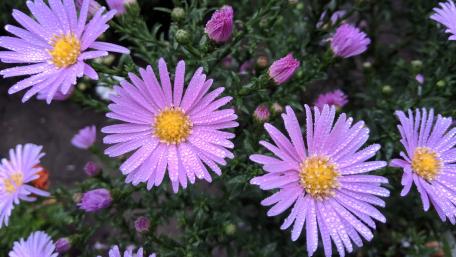 Vibrant Purple Flowers with Dew Drops in Bloom wallpaper