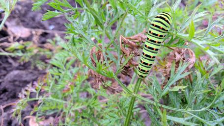 Vibrant Caterpillar Among Greenery wallpaper