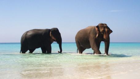Majestic Elephants by the Serene Ocean Shoreline wallpaper