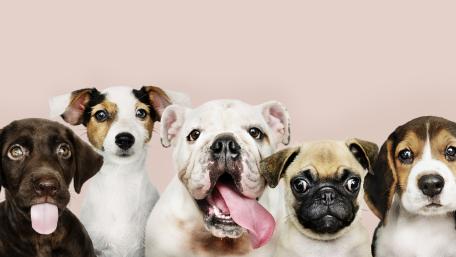 Adorable Canine Assembly in High Definition wallpaper