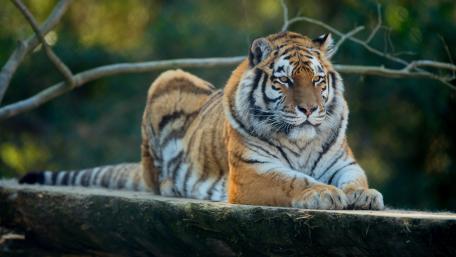 Majestic Tiger Resting in Sunlit Forest wallpaper