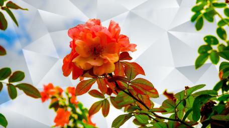 Vibrant Orange Blossom with Geometric Pattern Background wallpaper