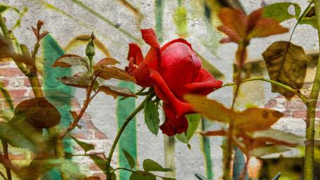 Vibrant Red Rose Amidst Nature's Embrace wallpaper