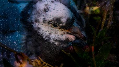 Mystical Bird Through Rain-Soaked Glass wallpaper
