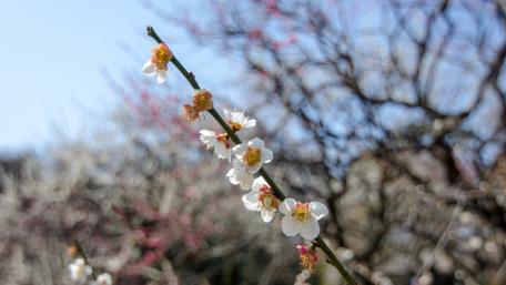 Sakura(Lens bokeh) wallpaper