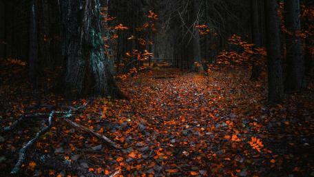Autumn forest wallpaper