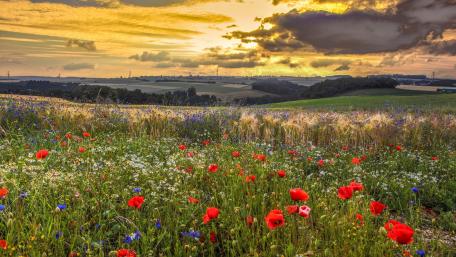 Vibrant Wildflower Meadow at Sunset wallpaper