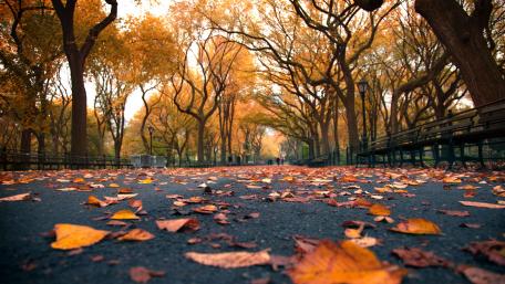 Autumn Pathway in the Park wallpaper
