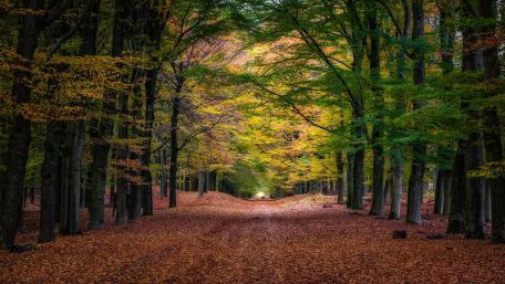 Pathway Through Vibrant Autumn Forest wallpaper