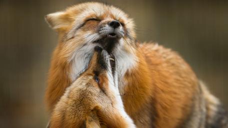 Scratching Red Fox in Natural Habitat wallpaper