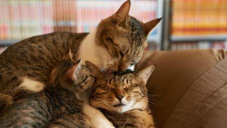 Cuddly Trio in a Cozy Corner wallpaper