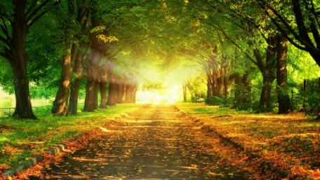 Sunlit Autumn Pathway Through the Woods wallpaper