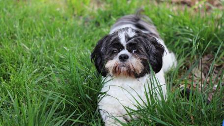 shih tzu wallpaper