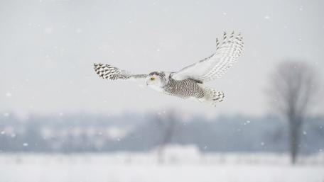 Snowy Owl Soaring Through Winter Skies wallpaper