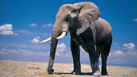 Majestic Elephant in Serene Landscape wallpaper