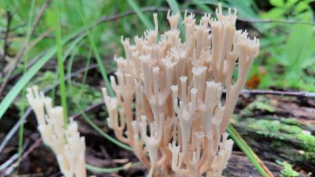 Fascinating Coral-like Mushrooms in Nature's Embrace wallpaper
