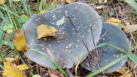 Mushrooms Among Autumn Leaves wallpaper