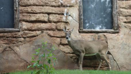 deer wallpaper