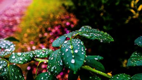Dewy Leaves Under Soft Light wallpaper