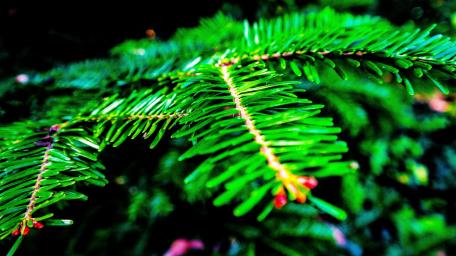 Vibrant Green Pine Needles Wallpaper wallpaper