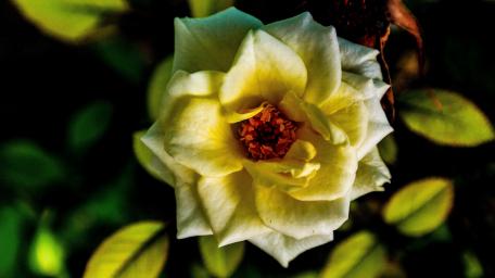 Elegant Yellow Rose in Blooming Glory wallpaper