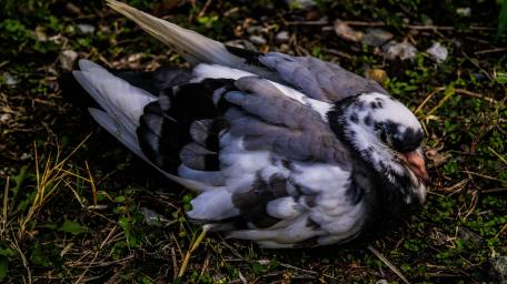 Serene Beauty of a Resting Bird wallpaper