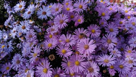 Purple Bliss in Bloom wallpaper