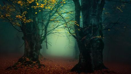 Misty forest lane wallpaper