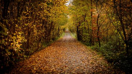Autumn Trail Through a Golden Forest wallpaper